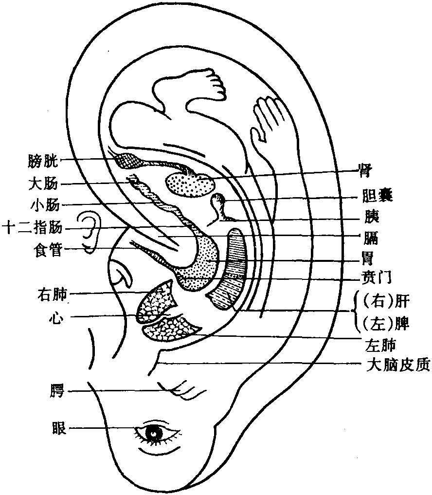 图301 耳穴分布规律(左侧)
